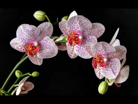 What Are One Of The Best Colors Of Flowers For Mother's Day? Wilmette & Glenview Flower Supply